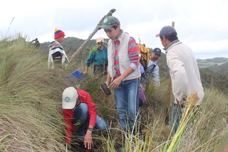 Reforestación del terreno
