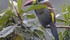 Thumb 70 tucan