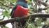 Thumb 70 quetzal