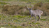 Thumb 70 venado monteolivo1