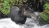 Thumb 70 mountain tapir diego lizcan